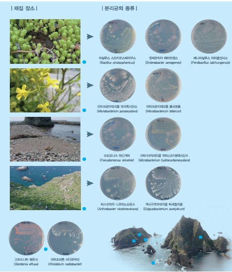 미생물자원의_보고,_독도